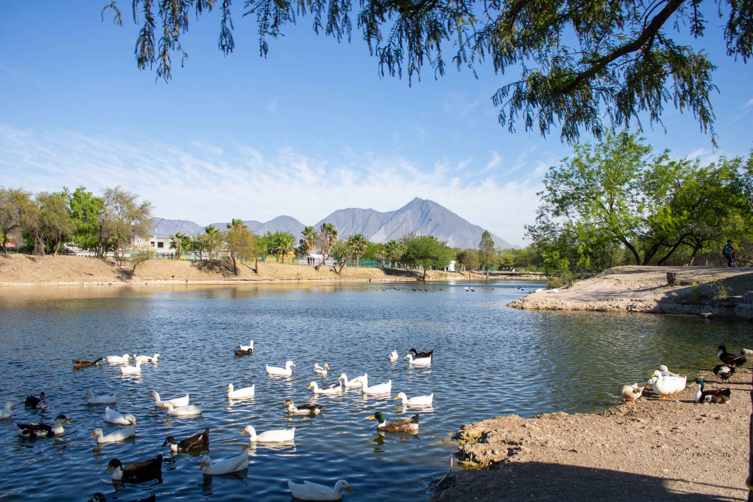 La UANL celebra Feria Ambiental en el Área Natural Protegida “Parque Lago” en el marco de la celebración del Día Internacional de Acción por los Ríos, el Agua, y la Vida